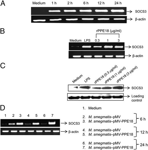FIGURE 4. rPPE18 protein increases SOCS3 levels in THP-1 macrophages. PMA-differentiated THP-1 macrophages were either treated with a fixed concentration (3 μg/ml) of rPPE18 for various time points (A) or with different concentrations of rPPE18 protein for a fixed time of 2 h (B). LPS (3 μg/ml for 2 h) was added as a positive control. RNAs from all these groups were extracted and subjected to semiquantitative RT-PCR for SOCS3. SOCS3 levels induced by different concentrations of rPPE18 were also checked by Western blot analysis using anti-SOCS3 Ab (C). SOCS3 expression at different time points was checked in PMA-differentiated THP-1 macrophages infected with either M. smegmatis strain overexpressing PPE18 (M. smegmatis-pMV-PPE18) or M. smegmatis harboring the vector alone (M. smegmatis-pMV) at multiplicity of infection of 10 (D). Data are representative of three to four independent experiments with similar results.