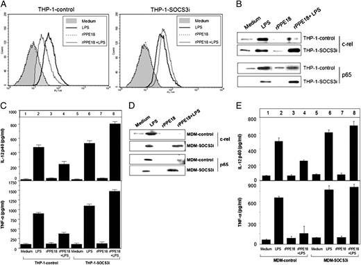 FIGURE 5. PPE18 protein targets the SOCS3 protein to inhibit NF-κB/rel activity and proinflammatory cytokines in LPS-treated macrophages. A, The PMA-differentiated THP-1 macrophages were transiently transfected with scrambled siRNA (THP-1-control group) or SOCS3-specific siRNA (THP-1–SOCS3i group), and after 24 h, cells were stimulated with 3 μg/ml LPS in the presence of medium or rPPE18 (3 μg/ml). Cells were harvested either after 15 min to measure IκBα phosphorylation by flow cytometry or after 1 h to measure nuclear levels of c-rel and p65 transcription factors by Western blotting (B) or cultured for 48 h to measure IL-12 p40 and TNF-α by EIA (C). D, Human MDMs transfected with either scrambled siRNA (MDM-control group) or SOCS3-specific siRNA (MDM-SOCS3i group) stimulated with 3 μg/ml LPS in the presence of medium or rPPE18 (3 μg/ml). Cells were either harvested after 1 h to measure nuclear levels of c-rel and p65 by Western blotting or cultured for 48 h to measure IL-12 p40 and TNF-α by EIA (E). Data are representative of three independent experiments with similar results