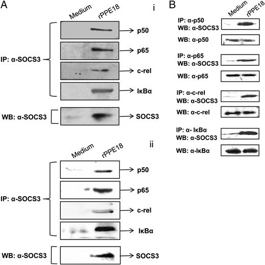 FIGURE 6. SOCS3 physically interacts with IκBα–NF-κB/rel complex. A, The PMA-differentiated THP-1 macrophages (i) or human MDMs were treated with either medium or rPPE18 (ii) (3 μg/ml). After 1 h, cells were harvested, and whole-cell lysates were prepared. Cell lysates were immunoprecipitated (IP) with goat anti-SOCS3 Ab, and precipitates were immunoblotted with rabbit anti-p50, anti-p65, anti–c-rel, or anti-IκBα Ab. The total SOCS3 level in the whole-cell lysates was checked by immunoblotting (WB) using goat anti-SOCS3 Ab. B, Reciprocal coimmunoprecipitation experiments were carried out wherein whole-cell lysates from the PMA-differentiated THP-1 macrophages treated with either medium alone or rPPE18 (3 μg/ml) were immunoprecipitated with rabbit anti-p50, anti-p65, anti–c-rel, or anti-IκBα Ab and immunoblotted using goat anti-SOCS3Ab. As input controls, the levels of p50, p65, c-rel, and IκBα in the cell extracts from medium, and PPE18-treated macrophages were determined by immunoblotting with appropriate combinations of primary and secondary Ab. Blots are representative of three to four independent experiments with similar results.