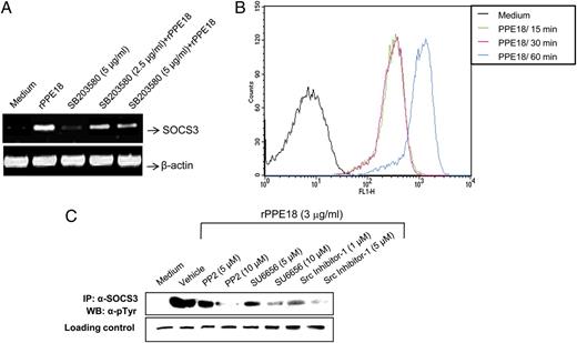 FIGURE 8. rPPE18 induces expression and its tyrosine phosphorylation of SOCS3 through activation of p38 MAPK and Src PTKs, respectively. A, The PMA-differentiated THP-1 macrophages were pretreated with 2.5 or 5 μg/ml SB203580 for 1 h followed by incubation with 3 μg/ml rPPE18. After 1 h, cells were harvested, and SOCS3 mRNA expression was estimated by semiquantitative RT-PCR as described in the Materials and Methods. The mRNA levels were normalized to β-actin mRNA levels. B, Phosphorylation status of Src PTKs in PMA-differentiated THP-1 macrophages on treatment with rPPE18 was monitored by flow cytometry at indicated time points. C, The rPPE18-induced tyrosine phosphorylation of SOCS3 was assessed in PMA-differentiated THP-1 macrophages pretreated for 1 h with PP2 (5 and 10 μM), SU6656 (5 and 10 μM), or Src inhibitor-1 (1 and 5 μM). The cell lysates were immunoprecipitated (IP) with goat anti-SOCS3 Ab, and then immunoblotted (WB) with mouse anti-phosphotyrosine Ab. Data are representative of three independent experiments with similar results.