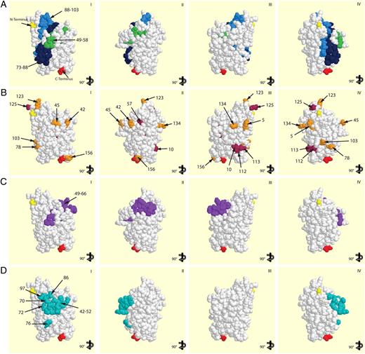 FIGURE 5. Localization of amino acid residues on the Bet v 1-structure involved in allergic patient’ IgE recognition. A shows a surface representation of the Bet v 1 molecule with the minimal peptides binding mAb2 (aa 49–58, green), mAb12 (aa 88–103, light blue), and mAb13 (aa 73–88, dark blue). B shows the localization of aa 10, 30, 57, 112, 113, 125 (maroon) and aa 5, 42, 45, 78, 103, 123, 134, 156 (orange), which, according to in vitro mutagenesis studies, were supposed to be involved in IgE recognition. C illustrates aa 49–66, and D shows aa 42–52, 70, 72, 76, 86, and 97, which are involved in binding of mAbs that inhibited IgE binding to Bet v 1. I–IV, Different views of the Bet v 1 surface. N (yellow) and C termini (red) of Bet v 1 are indicated.