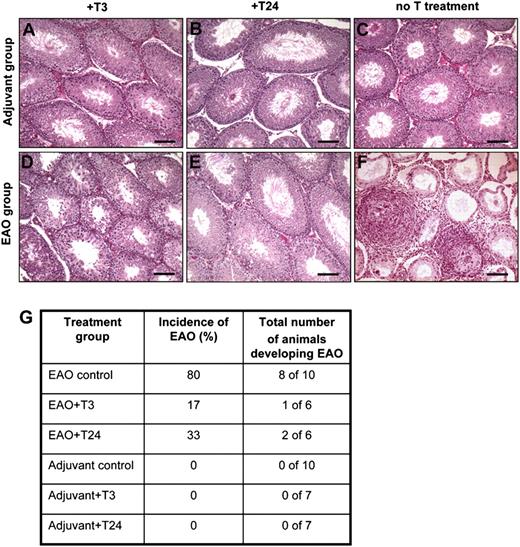 FIGURE 2. Representative testicular histology of animals substituted with testosterone during the course of EAO. Adjuvant control animals were supplemented with T3 (A) and T24 (B) testosterone implants 20 d after the first immunization or no testosterone treatment was used (C). EAO group was treated either with T3 (D) or T24 (E) testosterone implants or left untreated (F). The table (G) shows the prevalence of animals developing EAO in total numbers and percentages. Importantly, 83% of EAO animals supplemented with T3 (D) or 67% of EAO rats substituted with T24 (E) compared with 20% of EAO control rats (F) showed no pathological changes characteristic for EAO. Adjuvant+T3 (A), adjuvant+T24 (B), as well as adjuvant control (C) groups showed no pathological alterations. Scale bars, 100 μm.