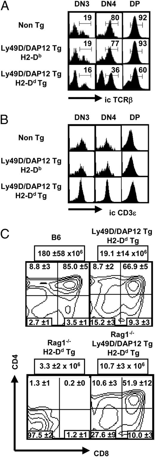 FIGURE 3. Tg expression of Ly49D/DAP12 and H2-Dd ligand leads to development of unusual ic TCRβ− thymocyte subsets and rescues DP thymocyte development on a RAG1−/− background. A and B, DN3, DN4, and DP thymocytes were gated as described for Fig. 2, and cells were analyzed for ic expression of TCRβ. A, Numbers indicate percentage of ic TCRβ+ cells. B, Intracellular expression of CD3ε gated on ic TCRβ− immature thymocytes. C, Thymic development is partially rescued in the presence of Tg Ly49D/DAP12 and ligand (H2-Dd) on a Rag1−/− background. CD4/CD8 ratio was analyzed on total thymocytes. Thymus size (cell number ± SD, n > 3) is indicated above each contour plot and percentage of positive cells (±SD, n > 3) in the corresponding quadrant.