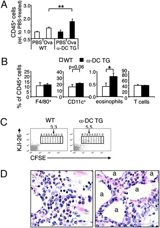 FIGURE 4. Exacerbation of allergic late-phase inflammation in α-DC TG mice. A, Quantification of allergen-induced lung infiltration with CD45+ hematopoietic cells. Naive (PBS) and i.p. OVA-immunized (Ova) α-DC TG (black bars) and WT mice (open bars) were exposed to aerosolized OVA. The number of CD45+ cells in lung cell suspensions was measured by flow cytometry and normalized to the content of CD45+ cells in the lungs of nonimmunized mice. Mean values (±SEM) obtained with three mice per group are shown. B, Subtyping analysis of the hematopoietic inflammatory lung infiltrate in OVA-sensitized and OVA-challenged α-DC TG (black bars) and WT mice (open bars). The mean percent contribution (±SEM) of F4/80+ macrophages, CD11c+ myeloid cells, eosinophils, and T cells to the CD45+ lung infiltrate as determined in three mice per group is shown. C, Measurement of in vivo proliferation of OVA-specific lung T cells. CFSE-labeled DO11.10 T cells were transferred in OVA-immunized WT (left panel) and α-DC TG mice (right panel) and mice were exposed to aerosolized OVA. DO11.10 T cells were identified by their reactivity with the clonotype TCR-specific mAb KJI-26 (vertical). Gate 0 defines nondivided cells. CFSE dilution allows tracking of up to 8 cell divisions in OVA-specific lung T cells (gates 1–8). Mean cell division numbers are indicated. D, Representative examples of inflammatory lung pathology in α-DC TG mice. H&E-stained lung sections show inflammatory infiltrates formed by mononuclear cells and eosinophils both in lung parenchyme (left panel) and the interalveolar septae (right panel). Original magnification ×100. *p < 0.05, **p < 0.01.