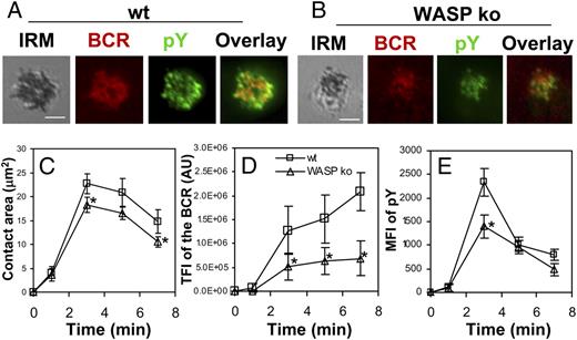 FIGURE 6. BCR cluster formation, B cell spreading, and tyrosine phosphorylation are reduced in WASP−/− B cells. Splenic B cells from wt and WASP−/− mice were incubated with AF546-mB-Fab′–anti-Ig tethered to lipid bilayers at 37°C for indicated times. Cells were fixed, permeabilized, and stained for pY using a specific mAb and an AF488-conjugated secondary Ab. Cells were analyzed using TIRFm. Shown are representative images (A, B) and the average values (± SD) of the B cell contact area (C), the TFI of the BCR (D), and the MFI of the pY (E) in the contact zone. The data were generated using 20–90 cells from three independent experiments. Scale bars, 2.5 μm. *p < 0.01.