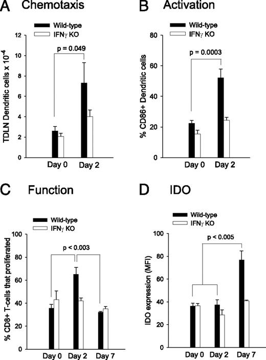 FIGURE 5. The requirement for IFN-γ in the development of immunogenic and tDC. A, Migration to TDLN. CD45+MHC II+CD11c+PDCA−TDLN cDC were quantified on days 0 and 2 in IL-12/GM-CSF–treated wild-type and IFN-γ KO mice. B, Activation. Percent CD86+ cDC were quantified as in A. C, Priming. The ability of day 0, 2, and 7 TDLN cDC to expand HA-specific CD8+ T cells was determined. D, IDO induction. TDLN cDC were stained for intracellular IDO on days 0, 2, and 7 posttherapy. Error bars indicate SE. n = 4–10 per group for all panels. No significant differences were observed in IFN-γ KO mice on days 0, 2, and 7 in any of the studies.