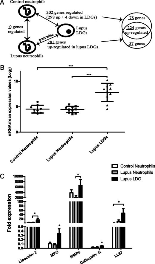 FIGURE 1. LDGs overexpress defensins and proinflammatory molecules. A, Schematic representation of the sample group and gene list comparisons made using the gene microarray data (q value <0.01, fold-change ≥1.5 and ≤0.7 for the upregulated and downregulated genes, respectively). Samples were matched-paired when comparing lupus neutrophils with autologous lupus LDGs (n = 10 for each group). B, Lupus LDGs express elevated levels of azurophilic granule genes. Log base 2 mRNA mean expression values of five azurophil genes in control neutrophils (n = 9), lupus neutrophils (n = 10), and lupus LDGs (n = 10): MPO, ELANE, DEFA4, CTSG, and azurocidin 1 (AZU1). Data are presented as mean ± SD. C, Confirmation of enhanced mRNA expression by real-time PCR of various neutrophils genes in lupus LDGs when compared with autologous lupus neutrophils (n = 7–12) and control neutrophils (n = 7). Bar graph represents fold mRNA expression (mean ± SEM) after adjusting for housekeeping gene (GAPDH). *p < 0.05 LDGs compared with control and/or autologous lupus neutrophils, ***p < 0.0001.