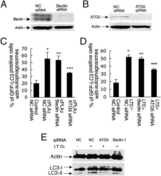 FIGURE 6. cPLA2–initiated autophagy is ATG5 dependent. A and B, RAW264.7 cells were transiently transfected with control siRNA (NC siRNA) or siRNA directed at beclin-1 or ATG5 for 24 h and assessed by immunoblotting for beclin-1 or ATG5. C, Quantification of LC3 autophagic organelles in cPLA2, GFP-LC3, and beclin-1 siRNA or ATG5 siRNA-cotransfected RAW264.7 cells for 24 h. *p < 0.005 for NC siRNA-transfected control cells versus cells transfected with GST-cPLA2 and NC siRNA. **p > 0.05 for cells treated with NC siRNA plus GST-cPLA2 versus cells treated with beclin-1 siRNA plus GST-cPLA2. ***p < 0.01 for cells treated with NC siRNA plus GST-cPLA2 versus cells treated with ATG5 siRNA plus GST-cPLA2. D, Cells were transfected with GFP-LC3 and NC siRNA, beclin-1 siRNA, or ATG5 siRNA for 24 h; treated with LTD4 for 6 h; and then analyzed for LC3 autophagic organelles. Results are shown as the mean ± SD. n = 100 LC3-transfected cells each for three independent experiments. *p < 0.001 for cells treated with NC siRNA versus cells treated with NC siRNA plus LTD4; ** p > 0.05 for cells treated with NC siRNA plus LTD4 versus cells treated with beclin-1 siRNA plus LTD4. ***p < 0.001 for cells treated with NC siRNA plus LTD4 versus cells treated with ATG5 siRNA plus LTD4. E, Immunoblotting was performed to assess LC3 protein expression in cells that had been transfected with siRNA against beclin-1 or ATG5 for 24 h, followed by treatment of LTD4 for 6 h. Actin was used as a loading control. The blot is representative of two separate experiments with similar results.