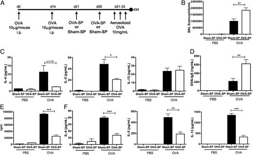 FIGURE 6. Treatment with OVA-SP post-OVA/alum sensitization specifically inhibits T cell responses. A, BALB/c mice (n = 5) were sensitized, tolerized, and challenged as shown. B, BAL eosinophils were quantified. C, IL-4, IL-5, and IL-13 in BAL supernatant were quantified by CBA. D, Serum OVA-specific IgE was quantified by ELISA. E, Mediastinal lymphocytes were restimulated with 25 μg/ml OVA; proliferation was quantified by [3H]TdR incorporation; and IL-4, IL-5, and IL-13 were quantified by CBA (F). Results are mean ± SEM and representative of two experiments. *p < 0.05, **p < 0.01, ***p < 0.001.