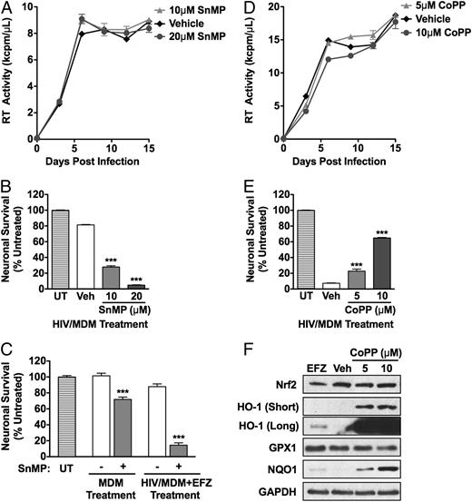 FIGURE 6. HO-1 induction reduces neurotoxin production in HIV/MDM without affecting HIV replication. SnMP, an inhibitor of HO-1 enzymatic activity, does not directly affect HIV replication (A) and supernatant from these SnMP-treated HIV/MDM is significantly more neurotoxic (B), despite equal levels of HIV replication. C, Uninfected mock/MDM and 20 nM EFZ-treated HIV/MDM, which normally produce minimal neurotoxins, are significantly more neurotoxic when treated with 10 μM SnMP. D, CoPP, a specific inducer of HO-1 expression, does not directly affect HIV replication and supernatant from these CoPP treated HIV/MDM is significantly less neurotoxic (E), despite high levels of virus replication. F, CoPP treatment exponentially increases HO-1 levels without greatly altering the other components of the antioxidant response, as assessed by Western blotting. For A and C, SnMP or CoPP was added at day 6 postinfection onwards and culture supernatants were collected every 3 d and assessed for RT activity. RT curves are representative of three independent experiments, with each replicate performed on cell preparations from different donors. For neuronal survival assays, survival was assessed by MAP2 ELISA and expressed as a percentage of untreated (UT) cultures (n = 6). Statistical comparisons were made by one-way ANOVA plus Newman–Keuls post hoc testing. Western blot is representative of three independent experiments, with each replicate performed on cell preparations from different donors. Two film exposures (short and long) of HO-1 are presented to demonstrate the extent of HO-1 induction over basal levels. ***p < 0.001 versus vehicle-treated paired condition.