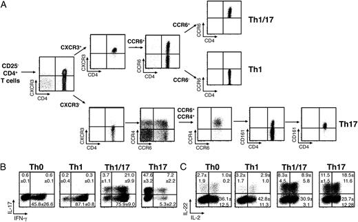 FIGURE 1. Isolation and phenotypic characterization of Th1, Th17, and Th1/17 cells. A, Outline of sorting and gating strategy. Th1 cells are CXCR3+CCR6−CD25−CD4+; Th1/17 cells are CXCR3+CCR6+CD25−CD4+; Th17 cells are CXCR3−CCR4+CCR6+CD161+CD25−CD4+; and Th0 cells are CD25−CD45RO−CD4+ cells (not shown). Sorted cells were expanded for 14 d, and ICS was performed for IL-17 and IFN-γ (B) and IL-2 and IL-22 (C). Plots show representative staining from four independent experiments with average percent positive cells ± SD indicated in appropriate quadrants.