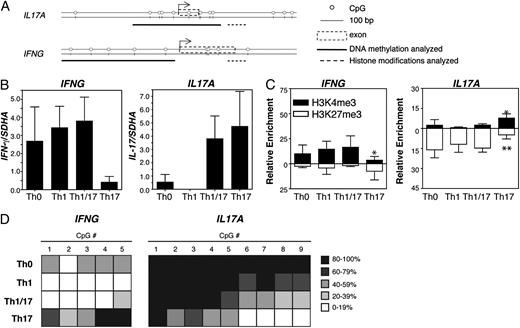 FIGURE 2. Th cell subsets have unique epigenetic signatures at cytokine genes. Sorted Th cell subsets were expanded for 2 wk in neutral conditions, then restimulated for 48 h with anti-CD3/anti-CD28–coated beads. A, Schematic representation of regions analyzed for epigenetic modifications at the IL17 and IFNG promoters. B, Quantitative RT-PCR was used to assess expression of IFNG and IL17A mRNA relative to a control gene, SDHA. C, ChIP analysis was performed to assess relative enrichment of H3K4me3 and H3K27me3 at IFNG and IL17A promoters (n = 4). Significant differences compared with Th0 indicated by *p < 0.05, **p < 0.01. D, DNA methylation was analyzed at IFNG and IL17A promoters by bisulphite sequencing. Each column represents one CpG analyzed, and data are mean percentage methylation from three independent donors.