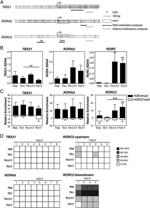 FIGURE 3. Expression and epigenetic regulation of transcription factor genes in Th cell subsets. Sorted Th cell subsets were expanded for 2 wk in neutral conditions, and then restimulated for 48 h with anti-CD3/anti-CD28–coated beads. A, Schematic representation of regions analyzed for epigenetic modifications at the TBX21, RORC2, and RORAd promoters. B, Quantitative RT-PCR was used to assess expression of TBX21, RORC, and RORAd mRNA relative to a control gene, SDHA. C, ChIP was performed to analyze enrichment of H3K4me3 and H3K27me3 at the indicated gene promoters. Average of four independent experiments shown in C, with significance compared with Th0 cells or where indicated between different sorted populations indicated by **p < 0.01, ***p < 0.001. D, DNA methylation was analyzed by bisulphite pyrosequencing at the indicated promoters including regions both up- and downstream of the RORC TSS. Each column represents one CpG analyzed, and data are mean of three independent donors.