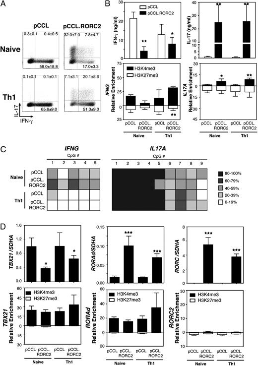 FIGURE 7. RORC2 directs acquisition of a Th1/17-like phenotype by in vivo-differentiated Th1 cells. Naive T and sorted ex vivo Th1 cells were transduced with a lentiviral vector encoding RORC2 (pCCL.RORC2) or the control vector (pCCL). Transduced cells were purified and expanded for analysis. A, Transduced T cells were analyzed for intracellular expression of IFN-γ and IL-17. Numbers in quadrants represent average data from three independent transductions. B, Transduced T cells were restimulated with anti-CD3/anti-CD28–coated beads, and supernatants collected after 48 h were analyzed by ELISA for IFN-γ and IL-17 secretion (upper panels). ChIP was performed to identify enrichment of H3K4me3 and H3K27me3 at cytokine gene promoters (lower panels). C, Analysis of DNA methylation in transduced cells at the IFNG and IL17A promoters was determined by bisulphite sequencing. The mean CpG methylation for two independent donors is shown. D, Expression of mRNA for TBX21, RORC, and RORAd in transduced cells relative to a control gene, SDHA, was determined by quantitative RT-PCR (upper panels) and ChIP analysis of H3K4me3 and H3K27me3 at transcription factor gene promoters (lower panels). B and D are mean of three independent donors with significance indicated by *p < 0.05, **p < 0.01, ***p < 0.001.
