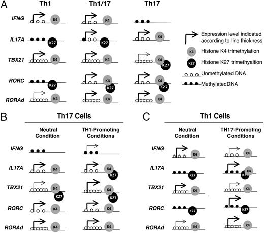 FIGURE 8. Summary of expression and epigenetic modifications observed in this study. A, Epigenetic signatures of Th1, Th17, and intermediate Th1/17 cells indicated for signature cytokine and transcription factor genes. B, Expression and epigenetic modification alterations observed when Th17 cells were cultured in Th1-promoting conditions. C, Changes in expression and epigenetic signature observed in Th1 cells upon transduction with RORC2.