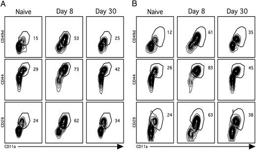 FIGURE 2. Identification of surface markers that distinguish endogenous Ag-specific CD4 T cells. Spleens (A) and lungs (B) were harvested from naive or LCMV-infected mice as described in Fig. 1. Representative plots depict cell surface expression patterns of CD11a in combination with CD49d, CD29, or CD44 on endogenous CD4 T cells (CD4+Thy1.1−). Similar results were obtained from four independent experiments with three to four mice per group.