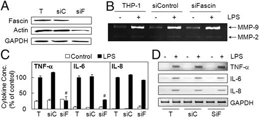 FIGURE 8. Fascin is involved in LPS-induced translational regulation of TNF-α and IL-6 in human macrophage-like cell line THP-1. A, THP-1 (T) cells were transiently transfected with control (siC) or fascin-specific (siF) siRNA. Cellular expression levels of fascin, actin, and GAPDH proteins were analyzed using Western blot analysis. B and C, THP-1 and siRNA transfectants were stimulated with 1 μg/ml LPS. Culture supernatants were collected either 24 h after stimulation for the analysis of MMP activities using gelatin zymogram (B) or 9 h after stimulation for the measurement of cytokine concentrations using ELISA (C) (n = 3). #p < 0.001 (compared with samples from LPS-treated siControl-transfected cells). D, THP-1 and siRNA transfectants were stimulated with 1 μg/ml LPS for 6 h. Total cellular RNAs were then collected for RT-PCR analysis of TNF-α, IL-6, IL-8, and GAPDH mRNAs. The experiments were repeated three times for A, B, and D with essentially the same results.