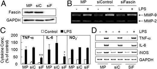 FIGURE 9. Fascin is involved in LPS-induced translational regulation of TNF-α and IL-6 in mouse peritoneal macrophages. A, Peritoneal macrophages (MP) were transiently transfected with control (siC) or fascin-specific (siF) siRNA. Cellular expression levels of fascin and GAPDH proteins were analyzed using Western blot analysis. B and C, Peritoneal macrophages and siRNA transfectants were stimulated with 1 μg/ml LPS. Culture supernatants were collected either 24 h after stimulation for the analysis of MMP activities using gelatin zymogram (B) or 9 h after stimulation for the measurement of cytokine concentrations using ELISA and nitrite concentrations using Griess assay (C) (n = 3). *p < 0.05, ***p < 0.001 (compared with samples from LPS-treated siControl-transfected cells). D, Peritoneal macrophages and siRNA transfectants were stimulated with 1 μg/ml LPS for 6 h. Total cellular RNAs were then collected for RT-PCR analysis of TNF-α, IL-6, iNOS, and GAPDH mRNAs. The experiments were repeated three times for A, B, and D with essentially the same results.