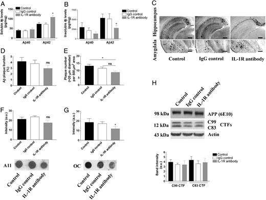FIGURE 2. Blocking IL-1 signaling and effect on amyloid pathology in the 3xTg-AD mice. Quantitative Aβ ELISA in detergent-soluble brain fraction (A) and detergent-insoluble (formic acid soluble) brain fraction (B). Each bar is expressed as mean ± SEM; *p < 0.05 compared with control and IgG control groups. C, Representative immunohistochemical staining of amyloid plaque burden in the hippcampus and amygdala. Anti–Aβ42-specific Ab detects aggregated Aβ-containing plaques (scale bars, 500 μm). D, Amyloid burden in the hippocampus, sebiculum, entorhinal cortex, and amygdala is expressed as a bar graph. E, Plaque count (>20 μm in diameter) in 500 μm2 subfield in the hippocampus, subiculum, entorhinal cortex, and amygdala is expressed in the bar graph (mean ± SEM). *p < 0.05 compared with control. Dot blot analysis of oligomeric Aβ species using Ab A11 (F) and Ab OC (G). Each bar is expressed as mean ± SEM; *p < 0.05 compared with control and IgG control groups. More dot blot data for A11 and OC are found in Supplemental Fig. 2B. H, Immunoblot analysis of APP processing in the brain following the treatment. The densitometric analysis of C99 and C83 fragments was shown in the graph. Each bar is expressed as mean ± SEM. No statistical significance was obtained. The number of mice tested: n = 10 for control and IgG control, and n = 8 for IL-1R blocking mAb treatment.