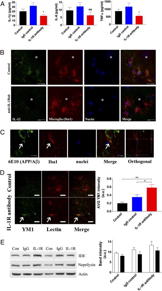 FIGURE 3. Blocking IL-1 signaling decreases proinflammatory cytokines and enhances microglial phagocytosis. A, ELISA analysis of selected proinflammatory cytokines. Each bar is expressed as mean ± SEM (n = 10 for control and IgG control, and n = 8 for anti–IL-1R treatment); *p < 0.05 compared with control and IgG control groups. B, IL-1β levels are decreased in animals receiving the anti–IL-1R blocking mAb. Double immunofluorescent staining with IL-1β and microglia. Asterisks, Amyloid plaques (scale bars, 10 μm). C, Suppressing IL-1 signaling promotes the phagocytosis of Aβ by microglia. Representative double-immunofluorescent staining with Aβ (6E10) and microglia (Iba1) in the brain of anti–IL-1R–treated 3xTg-AD mice. Arrows, Aβ within microglial compartment (scale bars, 10 μm). D, Double immunofluorescent staining of YM1 (green) and tomato lectin (red) around Aβ plaques in control and anti–IL-1R–treated mice. Arrow indicates activated microglia with high YM1 expression. YM1 fluorescent intensity was measured and plotted in graph (mean ± SEM). *p < 0.05 or **p < 0.01 compared with IgG control or control, respectively. Scale bars, 10 μm. E, Immunoblots and densitometric analyses of Aβ degrading enzymes, insulin degrading enzyme (IDE), and neprilysin in the brain homogenates (n = 10 for control and IgG control; n = 8 for IL-1R blocking mAb treatment). No statistical significance is detected by densitometric analyses (mean ± SEM).