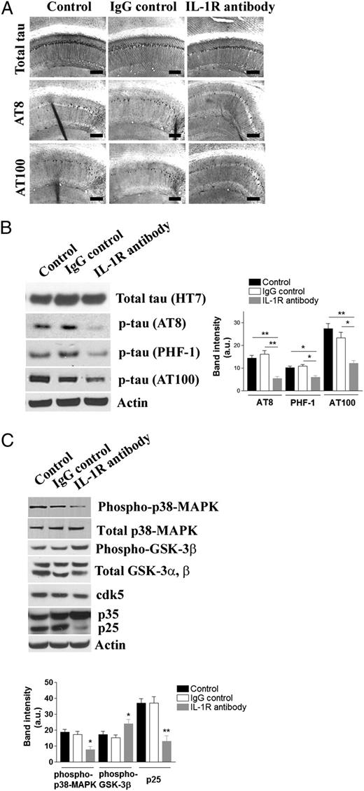 FIGURE 4. Suppressing IL-1 signaling attenuates tau pathology in the 3xTg-AD mice. A, Tau pathology is attenuated by blocking IL-1 signaling. Representative immunohistochemical staining with various tau Abs: HT7, total tau, AT8, phosphorylated tau at Ser199 and Ser202, and AT100, phosphorylated tau at Ser212 and Thr214 (scale bars, 500 μm). B, Immunoblot and densitometric analyses of changes in the steady-state levels of phosphorylated tau in the brain. Each bar is expressed as mean ± SEM (n = 10 for control and IgG control; n = 8 for anti–IL-1R treatment); *p < 0.05 or **p < 0.01 compared with control and IgG control groups. More immunoblot data for phospho-tau are found in Supplemental Fig. 2D. C, Suppressing IL-1 signaling results in decreased activations of tau kinases. Immunoblot and densitometric analyses of the steady-state levels of GSK-3β, cdk5/p35/p25, and p38-MAPK. Each bar is expressed as mean ± SEM (n = 10 for control and IgG control; n = 8 for anti–IL-1R treatment); *p < 0.05 or **p < 0.01 compared with control and IgG control groups.