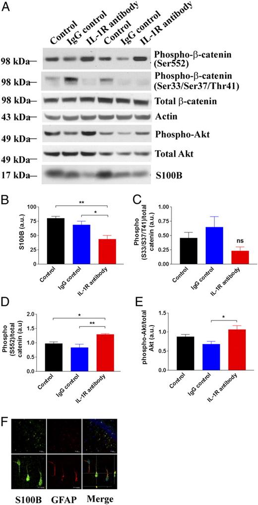 FIGURE 5. S100B and β-catenin signaling are altered in anti–IL-1R Ab-treated 3xTg-AD mice. A, Immunoblot analysis of the steady-state levels of phospho–β-catenin at Ser33/Ser37/Thr41. B–E, Densitometric analysis of the intensity of immunoblots. Each bar is expressed as mean ± SEM (n = 6 for all groups); *p < 0.05 or **p < 0.01 compared with corresponding group. F, Double immunostaining with S100B (green) and glial fibrillary acidic protein (GFAP) (astrocyte marker, red) confirms that S100B is predominantly produced in astrocytes in the brain of 3xTg-AD mice. TOTO-3 (blue) is used to counterstain nuclei. Scale bars, 20 μm (upper panels) and 10 μm (lower panels).
