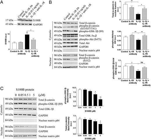 FIGURE 6. IL-1β triggers S100B-mediated alterations in β-catenin signaling in neurons. A, Immunoblot and densitometric analysis (mean ± SEM) of S100B in primary astrocytes exposed to rIL-1β with or without anti–IL-1R blocking mAb for 24 h. *p < 0.05 or **p < 0.01 compared with control (n = 6). GAPDH is used for a loading control. B, Conditioned media from mouse primary astrocytes exposed to 0.5 ng/ml mouse recombinant IL-1β with or without 0.1 μg/ml anti–IL-1R blocking Ab for 24 h are used to treat SH-SY5Y cells for 24 h, and subseqent changes in β-catenin signaling cascades are detected by immunoblots. Densitometric analyses (mean ± SEM) show a significant changes in nuclear translocation of β-catenin, cytosolic phospho–GSK-3β (at Ser9), and phospho-Akt (at Ser473) in cotreatment with anti–IL-1R blocking mAb (*p < 0.05 or **p < 0.01, n = 6). GAPDH and nuclear matrix p84 are used to confirm no cross-contamination between cytosolic and nuclear fractions, respectively. C, SH-SY5Y cells are treated with various doses of purified S100B protein for 24 h, and changes in β-catenin and GSK-3β are examined by immunoblot analysis. Densitometric analysis of band intensity (mean ± SEM) is expressed in a bar graph; *p < 0.05 or **p < 0.01 compared with control (two separate experiments, n = 4/experiment).