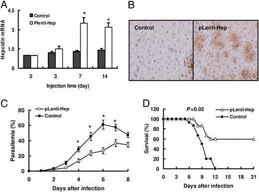 FIGURE 6. Effect of hepcidin overexpression after lentiviral gene delivery on the rates of parasitemia and survival in mice. A and B, pLenti-Hep-EGFP injection (108 TU/mouse) was injected via the tail vein, and the animals were euthanized after 3, 7, or 14 d. A, The levels of hepcidin mRNA were measured (n = 4 for each group). *p < 0.05 versus control (pLenti-EGFP). B, The protein expression of hepcidin in the liver was determined by immunohistochemical staining on day 7 after i.v. injection. Representative examples were shown in control mice and mice with pLenti-Hep-EGFP, respectively (original magnification ×400). C and D, After ICR mice were treated with pLenti-Hep-EGFP via i.v. injection for 7 d, the mice were infected with P. berghei. Parasitemia (C) and survival rates (D) were determined (n = 10 for each group). Similar results were obtained in three independent experiments. *p < 0.05 versus control.