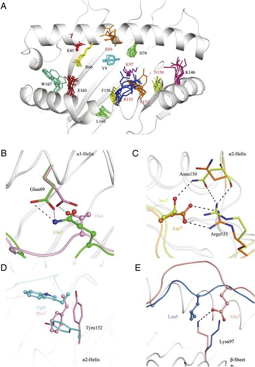 FIGURE 6. Flexibility in the Mamu-B*17 peptide-binding groove. A, Conformational rearrangements of residues in the peptide-binding groove of Mamu-B*17. The peptide-binding groove is displayed in white cartoon model format. Residues labeled in red are described further in B–E. B, Gluα69 located on the α1-helix exhibits different side-chain conformations in the Mamu-B*17-IW9 (pink) and Mamu-B*17-GW10 (green) structures. Gln7 of peptide GW10 and Thr6 of peptide IW9 are shown in both stick and sphere format, with hydrogen bonds and salt bridges indicated by dotted lines. C, The side chains of Asnα150 and Argα155 adjust to accommodate different residues in the Mamu-B*17-QW9 (orange) and Mamu-B*17-MW9 (limon) structures. D, Tyrα152 located on the α2-helix displays two conformations. For Mamu-B*17-IW11 (cyan), Trp9 in the IW11 peptide lies along the peptide-binding groove. The aromatic ring of Trp9 is parallel to the side chain of Tyrα152. For Mamu-B*17-IW9 (pink), the phenyl ring of Phe7 in the IW9 peptide points toward the α2-helix, and the Tyrα152 side chain swivels away to leave enough space. E, At the bottom of the groove, the side chain of Lysα97 displays flexibility with respect to peptide accommodation. In the Mamu-B*17-FW9 (salmon) structure, Glu7 in the FW9 peptide forms a salt bridge with Lysα97. In the Mamu-B*17-MF8 (blue) structure, Lysα97 is poked away from the side chain of Leu5 in the MF8 peptide due to a steric clash.