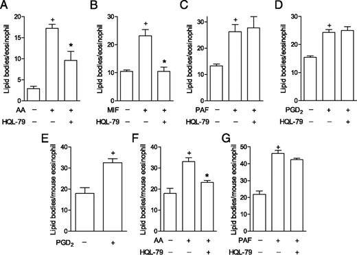 FIGURE 3. Endogenous eosinophil-derived PGD2 mediates AA- and eotaxin-, but not PAF- or PGD2-induced lipid body biogenesis. For in vitro analysis of lipid body biogenesis, human (A–D) or mouse (E–G) eosinophils were pretreated for 30 min with HQL-79 and then stimulated for 1 h with AA (10 μM; A, F), MIF (50 ng/ml; B), PAF (1 μM; C, G), or PGD2 (25 nM; D, E). In vitro results are expressed as means ± SEM for at least three independent experiments with eosinophils from distinct donors. +p ≤ 0.05 compared with control, *p ≤ 0.05 compared with stimulated eosinophils.