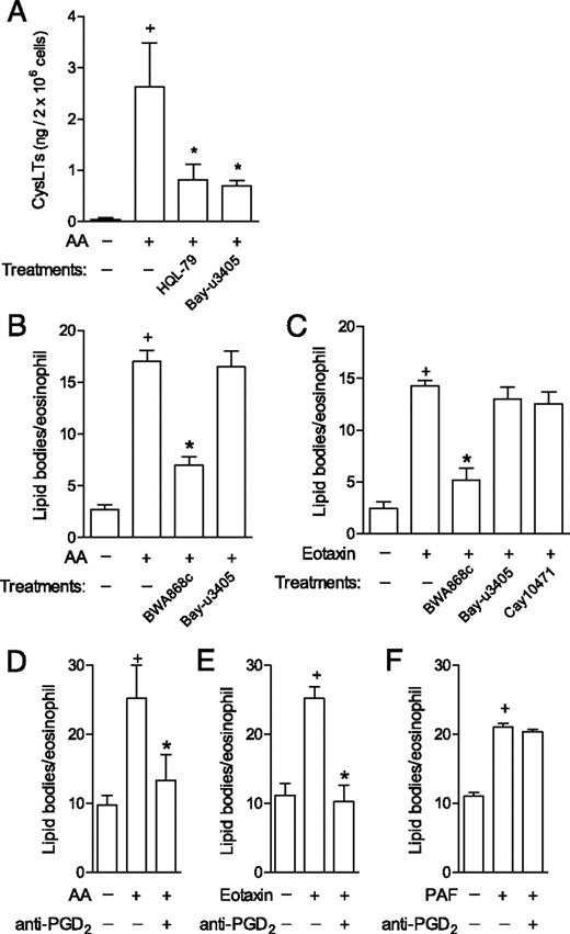 FIGURE 4. Eosinophil-derived PGD2 controls eosinophil activation via interaction with specific PGD2 receptors. A, For analysis of cysLTs production, human eosinophils were pretreated for 30 min with HQL-79 or Bay-u3405, stimulated for 1 h with AA (10 μM), and then challenged with A23187 (0.1 μM). B–F, For in vitro analysis of lipid body biogenesis, human eosinophils were pretreated for 30 min with neutralizing anti-PGD2 Ab, BWA868c, Bay-u3405, or Cay10471, and then stimulated for 1 h with AA, eotaxin, or PAF, as indicated. The results are expressed as the means ± SEM for at least three independent experiments with eosinophils purified from distinct donors. +p ≤ 0.05 compared with control, *p ≤ 0.05 compared with stimulated eosinophils.