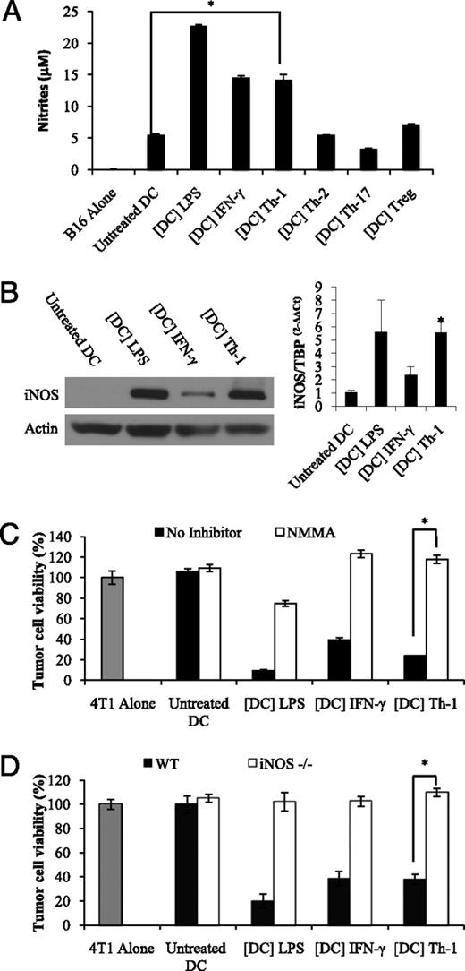 FIGURE 6. Th-1 KDC cytotoxic activity depends on NO. A, Detection of nitrites in the supernatants of DCs treated for 48 h with the supernatants of Th-1, Th-2, Th-17, and Treg cell cultures, or with LPS or IFN-γ. B, iNOS expression was determined by Western blot (left panel) and RT-PCR (right panel) in day 8 DCs treated for 24 h with LPS (1 μg/ml) ([DC] LPS), IFN-γ (5 ng/ml) ([DC] IFN-γ), or Th-1 supernatant ([DC] Th-1). Significant compared with untreated DCs, *p < 0.05. C, DCs activated with LPS, IFN-γ, or Th-1 culture supernatant were incubated for 48 h with 4T1 tumor cells, with or without the iNOS inhibitor NMMA (1 mM). D, DCs generated from iNOS−/− or wild-type mice were treated with IFN-γ or Th-1 supernatant and cultured for 48 h with 4T1 tumor cells. C and D, Tumor cell killing was determined after 48 h. Mean ± SD from triplicate cultures. A, C, D, *p < 0.001. Untreated DCs and DCs treated with LPS were used as negative and positive controls, respectively.