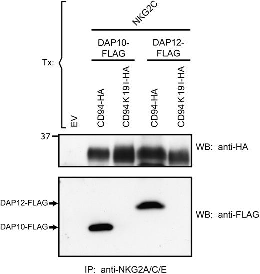 FIGURE 7. Rat DAP12-CD94 and DAP10-CD94 are expressed as multimeric complexes including NKG2 receptor chains. Western blot analyses under reducing conditions. 293T cells were mock transfected (EV) or triple transfected with CD94-HA or CD94K19I-HA, together with NKG2C and DAP12-FLAG or DAP10-FLAG, lysed, and subjected to anti-NKG2A/C/E immunoprecipitations. Precipitated CD94-HA and FLAG-tagged adaptor proteins were detected by anti-HA and anti-FLAG Abs, respectively. Relative molecular mass is indicated.