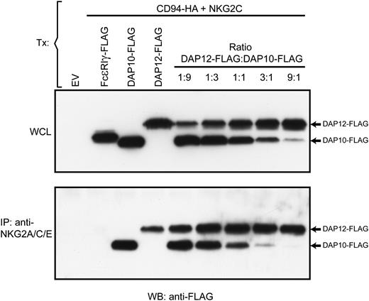 FIGURE 8. The rat CD94/NKG2C heterodimer displays a slight, but nondominant, intrinsic preference for association with DAP12 over DAP10. 293T cells were mock transfected (EV) or transfected with CD94-HA and NKG2C, together with combinations of DAP12-FLAG and DAP10-FLAG expression constructs in different molar ratios, as indicated, and then subjected to immunoprecipitation with anti-NKG2A/C/E mAb, followed by Western blot analysis under reducing conditions. DAP12 and DAP10 were detected with anti-FLAG Ab. Whole-cell lysate (WCL) was used as control of the overall DAP10-FLAG and DAP12-FLAG expression in the transfected cells. The migration of DAP12-FLAG and DAP10-FLAG is indicated with arrows.