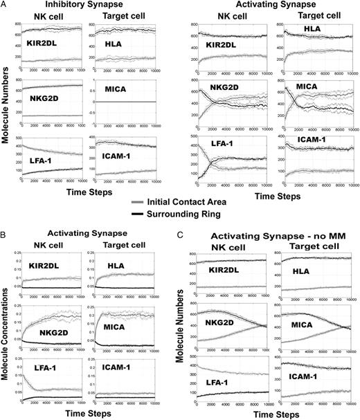 Simulations of the NK Cell Immune Synapse Reveal that Activation