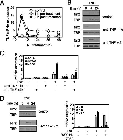 FIGURE 4. Autocrine TNF responses regulate sustained Nrf2 activation. TNF-treated monocytes were either untreated or pretreated, or posttreated with anti-TNF, and then RNA extracted and measured for TNF expression (A). B, Nuclear extracts were prepared and separated by SDS-PAGE for Western blot analysis of Nrf2. C, Monocytes treated with TNF for 24 h were either pretreated, or posttreated with anti-TNF, and then mRNA was prepared and analyzed for GCLM, NQO1, and GSTA1. D, Monocytes were either untreated or pretreated with BAY 11-7082 for 30 min before activation with TNF for 4 and 24 h. Nuclear extracts were prepared and separated by SDS-PAGE for Western blot analysis of Nrf2, and mRNA was prepared and analyzed for NQO1 expression. Results are representative of similar findings from at least three separate experiments. Statistically significant difference of p < 0.05 exists where indicated (*).