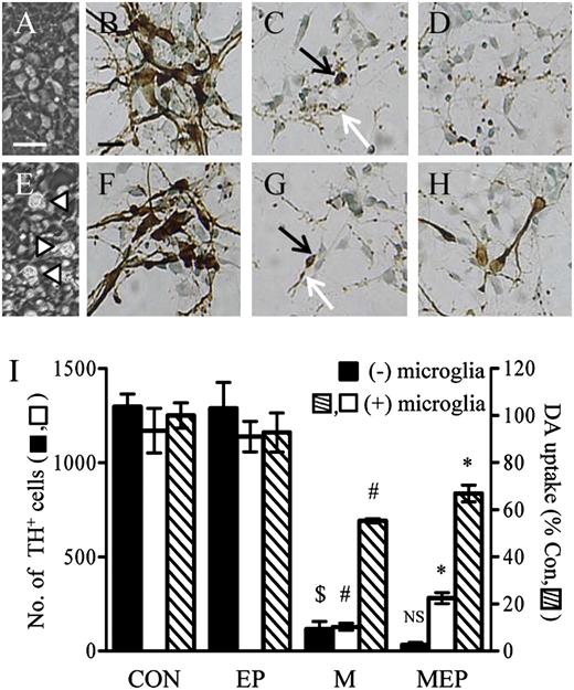 FIGURE 6. EP protects against neuronal cell death induced by MPP+ in cocultures of mesencephalic neurons and microglia. A and E, Phase-contrast images of cells in cultures of mesencephalic neurons (A) and cocultures of neurons and microglia (E) prior to MPP+ treatment. Arrowheads indicate microglia. B–D, TH-ip neurons in neuron-enriched mesencephalic cultures treated with PBS as a control (B) or MPP+ (20 μM) for 48 h in the absence (C) or presence (D) of EP (1 mM) pretreatment for 30 min. F–H, TH-ip neurons in cocultures of mesencephalic neurons and microglia treated with PBS as a control (F) or MPP+ (20 μM) for 48 h in the absence (G) or presence (H) of EP (1 mM) pretreatment for 30 min. Methyl green was used as a counterstaining. I, Numbers of TH-ip neurons were counted in neuron-enriched cultures and cocultures. $p < 0.001, compared with PBS or EP alone in neuron-enriched cultures; #p < 0.001, compared with PBS or EP alone in cocultures; *p < 0.05, compared with MPP+ only in cocultures. The results for [3H] dopamine uptake are expressed as a percentage of that in PBS-treated control cocultures. Scale bar (A, E), 20 μm; scale bar (B–D, F–H), 10 μm. Results are the mean ± SEM of triplicate cultures from three separate plates. CON, control; EP, 1 mM EP; M, MPP+; MEP, MPP+ and EP (1 mM).