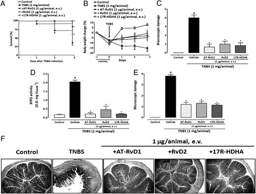 FIGURE 5. Treatment with AT-RvD1, RvD2, and 17R-HDHA protect mice against TNBS-induced colitis. After 1 d of fasting, mice were anesthetized and given 100 μl TNBS (1 mg/animal in 35% ethanol) into the colon. Systemic treatment with AT-RvD1, RvD2, or 17R-HDHA (1 μg/animal) per day from days 0 to 3 significantly improved survival (A), body weight loss (B), colonic macroscopic damage (C), reduced MPO activity (D), and microscopic damage (E), when compared with the TNBS-alone group. F, Representative paraffin sections of colons from control mice (control), TNBS-treated mice (TNBS), and mice treated with AT-RvD1, RvD2, or 17R-HDHA (1 μg/animal, e.v.) stained with H&E. Original magnification ×100. Data are reported as means ± SEM of six to eight mice per group. #p < 0.05 versus vehicle-treated control group, *p < 0.05 versus TNBS-treated group.