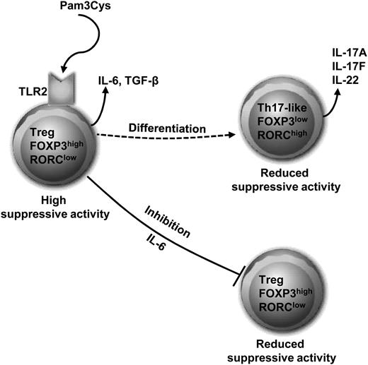 FIGURE 10. Model of reduced suppressive function of Tregs and Th17 development after TLR2 stimulation. This model emphasizes the role of TLR2 in 1) the differentiation of Tregs toward a Th17-like phenotype (dotted arrow) with reduced suppressive function and 2) the production of IL-6 leading to inhibition of the suppressive functions of Tregs (solid line).