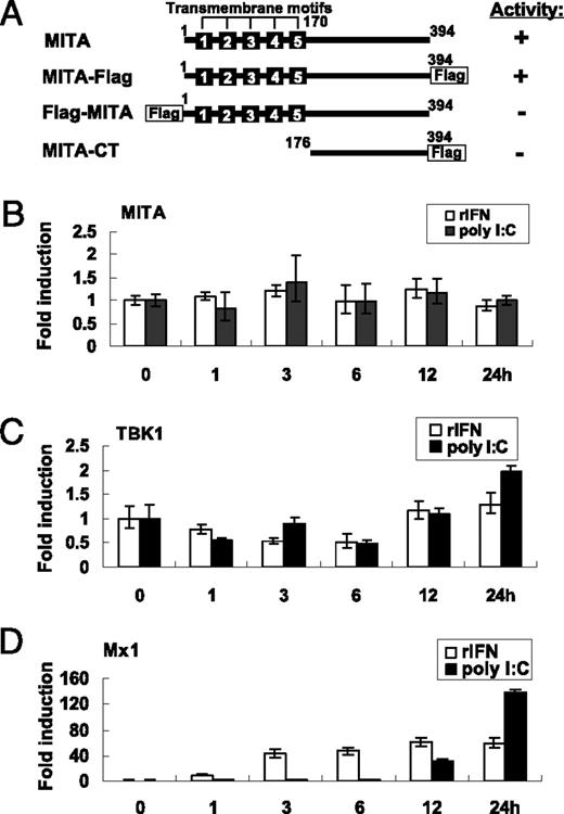 FIGURE 1. Identification of crucian carp MITA and TBK1 orthologs. A, Schematic representation of crucian carp MITA variants used in this study. The five putative TMs are indicated within its N terminus. Attachment of a Flag tag to the C terminus of MITA (MITA-Flag) does not impair its activity on IFN promoter, whereas the activity is lost when MITA is tagged at the N terminus (Flag-MITA), similar to MITA-CT that deletes the N-terminal region of wild type MITA. The activities of these vectors are illustrated in Fig. 6. B–D, Real-time PCR detection of mRNA level of MITA, TBK1, and Mx1 on stimulation. CABs seeded in six-well plates were treated with 5 ng/ml rIFN (white bars) or transfected with 2 μg/ml poly(I:C) (black bars) and were sampled at various times. The transcriptional expression of MITA (B), TBK1 (C), and Mx1 (D) was detected by quantitative RT-PCR. The relative expression was normalized to the expression of β-actin and represented as fold induction relative to the expression level in control cells that was set to 1. Error bars represent SDs obtained by measuring each sample in triplicate.