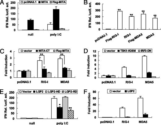FIGURE 6. MITA mediates RIG-I/MDA5–activated IFN signal pathway. A, The involvement of MITA in poly(I:C)-induced IFN activation. CABs seeded in 24-well plates overnight were transfected with 0.25 μg IFNpro-Luc and 0.25 μg wild type MITA or Flag-MITA or empty vector pcDNA3.1 as control. A total of 0.025 μg pRL-TK was introduced as an internal control. At 24 h posttransfection, the cells were transfected again with or without poly(I:C) (1 μg/ml). Another 24 h later, the cells were harvested for detection of luciferase activity. B, Overexpression of RIG-I and MDA5 activates IFN promoter. CABs seeded in 24-well plates were transfected as in A with the indicated plasmids. Forty-eight hours later, the transfected cells were harvested for detection of luciferase activity. C and D, Induction of IFN promoter by RIG-I and MDA5 is impaired by two MITA mutants (C) or by TBK1 and IRF3 mutants (D). CABs seeded in 24-well plates were transfected as in A with the indicated plasmids. Forty-eight hours later, the transfected cells were harvested for detection of luciferase activity. E, Poly(I:C)-induced IFN activation is inhibited by LGP2. Reporter assays were performed as in A by transfection with the indicated plasmids. F, LGP2 inhibits both RIG-I– and MDA5-mediated activation of IFN promoter. CABs seeded in 24-well plates were transfected as in A with the indicated plasmids. Forty-eight hours later, the transfected cells were harvested for detection of luciferase activity. Error bars represent SDs obtained by measuring each sample in triplicate. *p < 0.05, **p < 0.01.