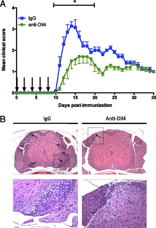 FIGURE 1. Dll4 blockade during EAE induction phase decreases disease severity and CNS inflammation. A, Clinical scores of C57BL/6 mice immunized with MOG(35–55)/CFA and treated with anti-Dll4 blocking Ab or control IgG every other day and for a total of five injections (arrows) starting on the day of the immunization. Results are representative of three independent experiments with five mice per group. *p < 0.05. B, Histopathology of H&E-stained spinal cord sections of mice described in A on DPI 14. Boxed area in top row is enlarged below. Original magnification ×10 (top row) and ×40 (bottom row). Results are representative of two independent experiments with two mice per group.