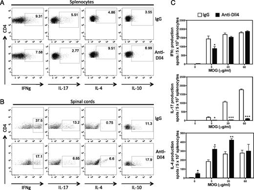 FIGURE 2. Dll4 blockade in EAE regulates T cell differentiation. EAE was induced in C57BL/6 mice immunized with MOG(35–55)/CFA and treated with anti-Dll4 blocking Ab or control IgG every other day and for a total of five injections starting on the day of the immunization. Flow cytometry plots from individual mice from each group of splenocytes (A) on day 10 (preclinical disease) and spinal cord-infiltrating cells (B) on day 14 (after disease onset). Results are representative of three independent experiments with five mice per group. C, Enumeration of cytokine-producing cells by ELISPOT collected on day 10 postimmunization and then cultured in triplicates in the presence of various MOG(35–55) concentrations (0–60 mg/ml). Results are representative of two independent experiments with five mice per group (means ± SEM). *p < 0.05, **p < 0.005, ***p < 0.0005 by Student t test.