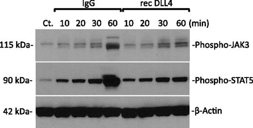 FIGURE 4. Dll4 signaling inhibits JAK3/STAT5 activation. Naive CD4+ cells were stimulated with anti-CD3 and anti-CD28 (1 μg/ml) in the presence of rDll4 or control IgG (2 μg/ml) for 10, 20, 30, and 60 min. Nonstimulated cells were used as control (Ct). Cell lysates were prepared, and Western blotting with anti–phospho-STAT5 was performed. The same blots were stripped and reprobed with anti–phospho-JAK3 or anti-mouse β-actin (used as the protein-loading control). Results are representative of three independent experiments.