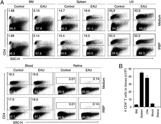 FIGURE 3. Analysis of CD4+ T cells in the BM, spleen, LN, blood, and retina of control and day 92 EAU mice. EAU was induced in C57BL6 mice. A, Cells from the BM, spleen, blood, LN, or retina were isolated 92 d p.i. with IRBP/CFA (EAU) or CFA alone (control), restimulated in vitro with IRBP, and then subjected to FACS analysis. Numbers in quadrants indicate percentage of CD4+ T cells in the various tissues. B, Graphical representation of the absolute numbers of CD4+ T cells in the various tissues. Results are representative of three independent experiments.