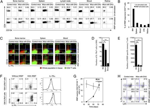FIGURE 4. Autoreactive CD4+ T cells that mediate uveitis are maintained in a resting nonproliferative state in the BM. EAU was induced in mice, and primary BM, spleen, blood, LN, or retina cells from EAU day 92 (A–F) or day 21, day 50, and day 75 (G, H) mice were restimulated in vitro with IRBP (20μg/ml). A, Cells were gated on CD4, and the percentages of cells responding to IRBP stimulation were detected by FACS analysis of CD154 cell-surface expression. B, Graphical representation of the percentage of IRBP-responsive CD4+ T cells. C, FACS analysis of the relative percentage of IRBP-specific T cells expressing the memory T cell marker IL-7Rα. Numbers in quadrants present the percentage of CD4+ T cells. D and E, Graphical representation of the absolute numbers of IL-7Rα+ cells (D) or IRBP-responsive CD4+ memory T cells (E). F, Cells from BM of day 92 EAU mice were sorted into IL-7RαLow or IL-7rαHigh populations on a cell sorter and were then restimulated in vitro with IRBP. Conversion of IRBP-specific, IL-7RαHigh memory T cells to IL-7RαLow effectors in response to restimulation with IRBP was assessed by FACS analysis of IL-7Rα and CD154 expression. G, Analysis of absolute numbers of CD4+ T cells responding to IRBP stimulation in the BM of mice at various time points p.i. H, BM cells from day 75 EAU mice were analyzed for expression of the memory T cell markers IL-7Rα and Ly6C. Numbers in quadrants indicate the percentage of T cells expressing CD154, IL-7Ra, Ly6C, or CD4. Results are representative of three independent experiments.