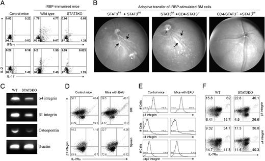 FIGURE 6. Recruitment and maintenance of IRBP-specific memory T cells in BM require STAT3. A, BM cells from control or day 92 EAU mice were stimulated with IRBP for 12 h and then assayed for intracellular cytokine expression. Numbers in quadrants indicate the percentage of IL-2–, IFN-γ−, or IL-17–expressing CD4+ T cells. B, IRBP-stimulated BM cells from IRBP/CFA-immunized WT or CD4-STAT3KO mice were transferred (1 × 107 cells/mouse) into naive WT or CD4-STAT3KO recipient mice. Ten days after adoptive cell transfer, disease was assessed by funduscopy. C, WT and CD4-STAT3KO mice were immunized with IRBP, and after 7 d T cells were isolated from peripheral blood, and expression of integrins and osteopontin was analyzed by RT-PCR. D and E, EAU was induced in B10A mice (D) or C57BL6 (E), and BM or spleen cells were isolated from control or day 200 p.i. mice. F, Detection of IL-7Rα–, β1 integrin-, or α4 integrin-expressing WT and STAT3-deficient memory T cells at day 200 p.i. Results are representative of three independent experiments.