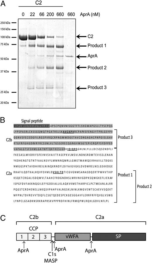 FIGURE 6. AprA cleaves C2. A, C2 cleavage by AprA. Purified C2 was incubated with different concentrations of AprA, and cleavage was analyzed by SDS-PAGE and Coomassie staining. Cleavage products 1, 2, and 3 were sent for N-terminal sequencing. B, Sequence of human C2; the obtained N-terminal sequences of cleavage products 1, 2, and 3 are underlined. C, Schematic representation of C2. The domains and the cleavage site for C1s, MASP, and AprA are indicated.