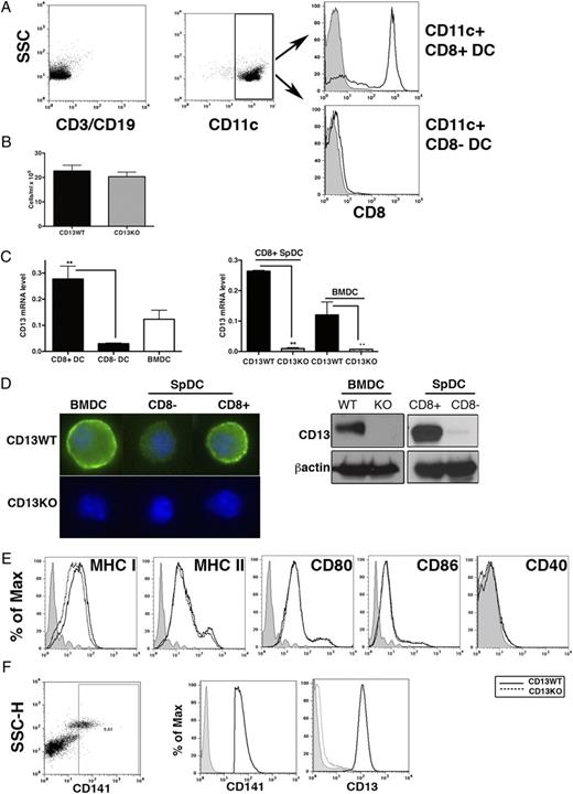 FIGURE 1. CD13 is highly expressed on the CD8+ subset of mouse spDCs and CD11c+ BMDCs. (A) Purification of CD8+CD11c+ spDCs. Total splenocytes were magnetically depleted of CD3+ T cells and CD19+ B cells (left). CD11c+ spDCs (devoid of T and B cells, center) were further separated into CD8+CD11c+ and CD8−CD11c+ spDCs with CD11c and CD8 microbeads, and the purity of each population was verified by flow cytometry (right). (B) Numbers of CD8+CD11c+ spDCs from CD13WT and CD13KO mice, cells/ml ± SEM (n = 3 mice, three experiments). (C) Levels of CD13 mRNA assayed by qRT-PCR in the indicated cell populations. Numbers indicate relative mRNA expression level ± SEM (n = 4 mice, three separate experiments). (D) CD13 protein expression in BMDCs and CD8+ spDCs in CD13WT mice by immunofluorescence and immunoblot analysis. Images were acquired with a Zeiss Axiocam camera (63× objective) and processed by Zeiss Axiovision software. Blue, DAPI (nucleus); green, CD13-FITC. (E) Flow cytometric analysis of expression of differentiation and activation markers in CD11c+ BMDCs from CD13WT (solid line) and CD13KO (dotted line) under basal conditions (n = 3 mice in each of two independent experiments). Gray area indicates unstained cells. (F) Expression of CD13 on the CD141+ subset of human peripheral blood-derived DCs. Representative images from two independent isolates. **p < 0.01.