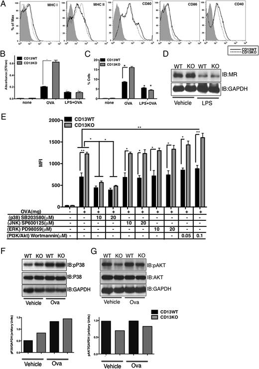 FIGURE 7. CD13KO DCs mature normally but show aberrant levels of activated p38MAPK and phospho-Akt. (A) Effect of LPS stimulation on expression of activation and maturation markers in CD13WT (solid line) and CD13KO (dotted line) BMDCs; gray area indicate unstained cells. OVA uptake (B) and B3Z response (C) were significantly reduced in both genotypes upon LPS treatment. (D) Immunoblot analysis of MR protein expression under these conditions in either genotype. (E) Treatment of DCs with specific inhibitors of p38MAPK, PI3K–Akt, JNK, and ERK on OVA uptake. Data represent MFI ± SD, n = 2 mice. In unstimulated BMDCs, increased phospho-p38MAPK (F) but reduced phospho-Akt (G) levels were observed in CD13KO cells compared with those in CD13WT. Data are representative of three independent experiments. *p < 0.05, **p < 0.01.